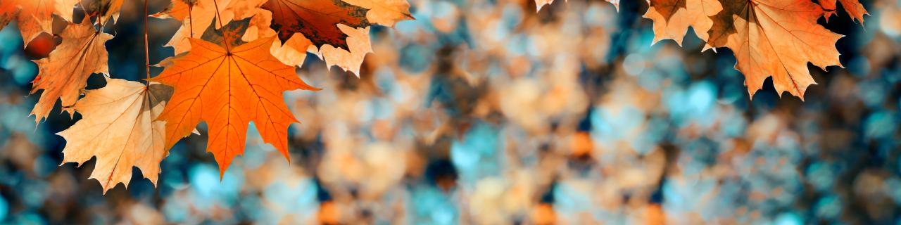 🍂 Listopadowe odkrycia w naszej świetlicy! 🔬