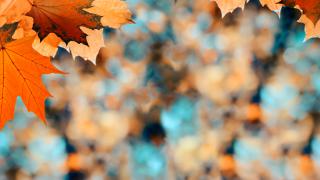 🍂 Listopadowe odkrycia w naszej świetlicy! 🔬